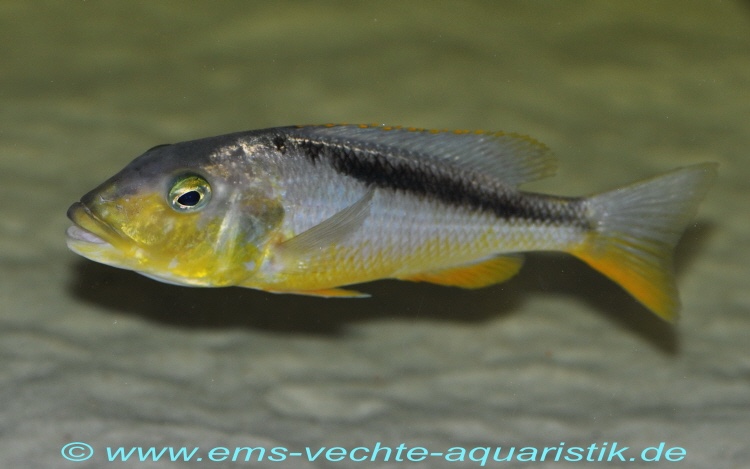 Buccochromis rhoadesii